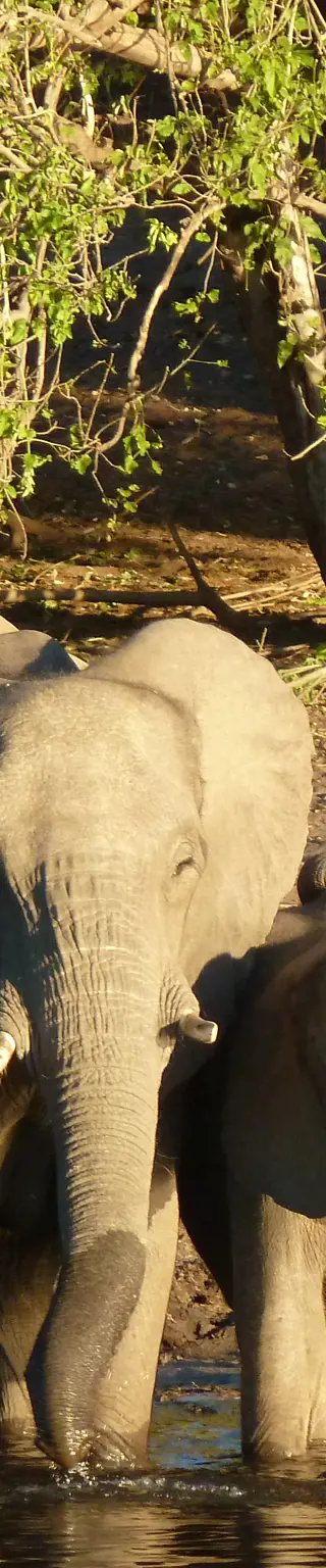 Mach dich auf die Pirsch im Okavango Delta